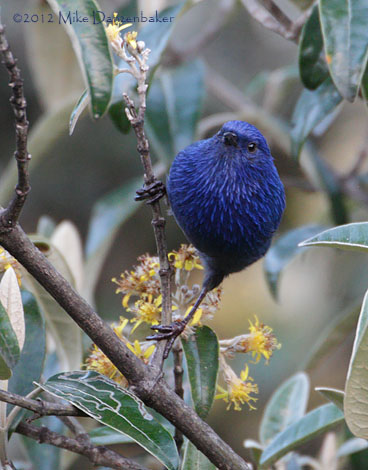 Tit-like Dacnis (Xenodacnis parina) photo