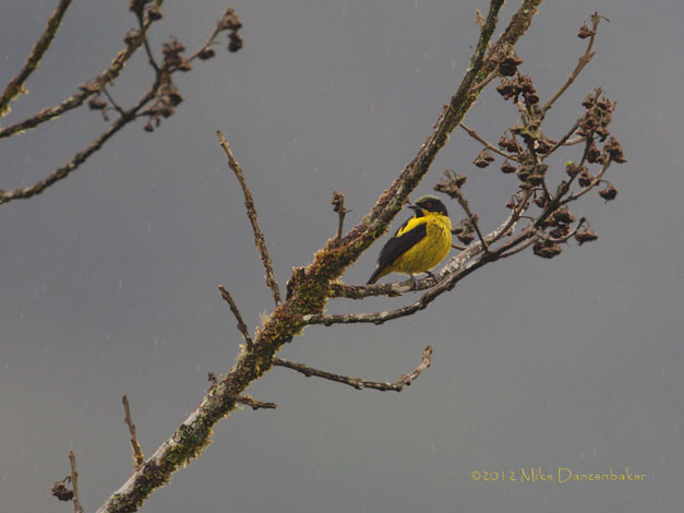 Yellow-bellied Dacnis (Dacnis flaviventer) photo