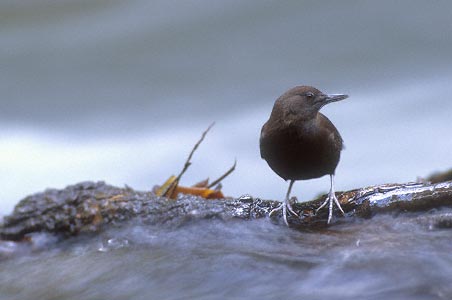 Brown Dipper (Cinclus pallasii) photo image