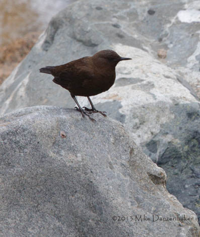 Brown Dipper (Cinclus pallasii) photo