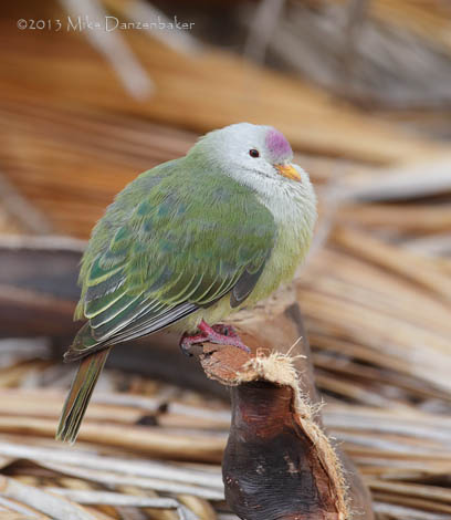 Atoll Fruit Dove (Ptilinopus coralensis) photo