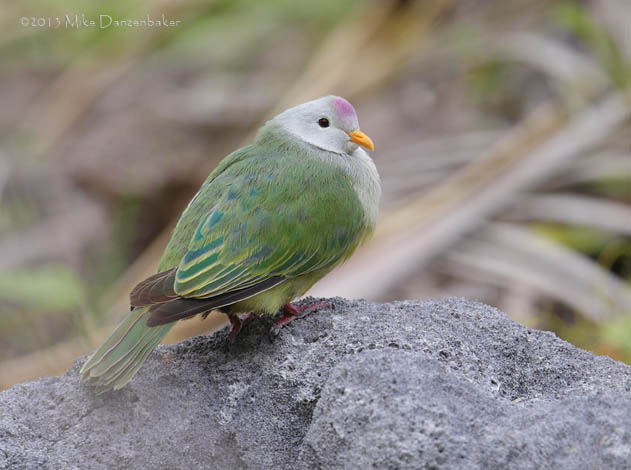 Atoll Fruit Dove (Ptilinopus coralensis) photo