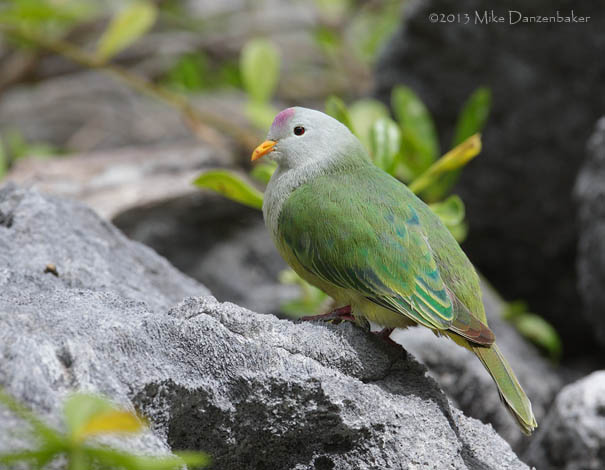 Atoll Fruit Dove (Ptilinopus coralensis) photo