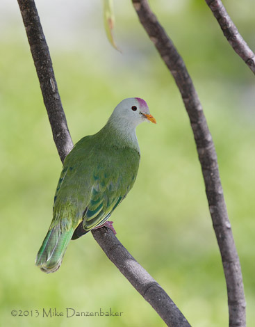 Atoll Fruit Dove (Ptilinopus coralensis) photo