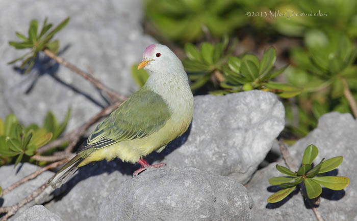 Atoll Fruit Dove (Ptilinopus coralensis) photo