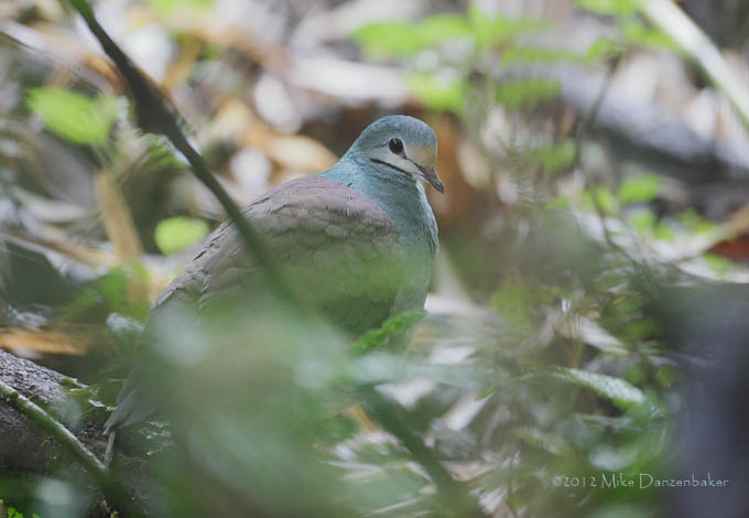 Buff-fronted Quail-Dove (Geotrygon costaricensis) photo