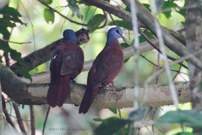 Blue-headed Wood Dove (Turtur brehmeri) photo