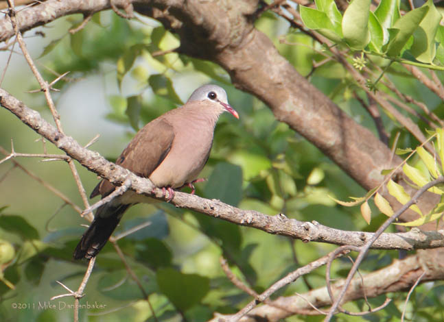 Blue-spotted Wood Dove (Turtur afer) photo
