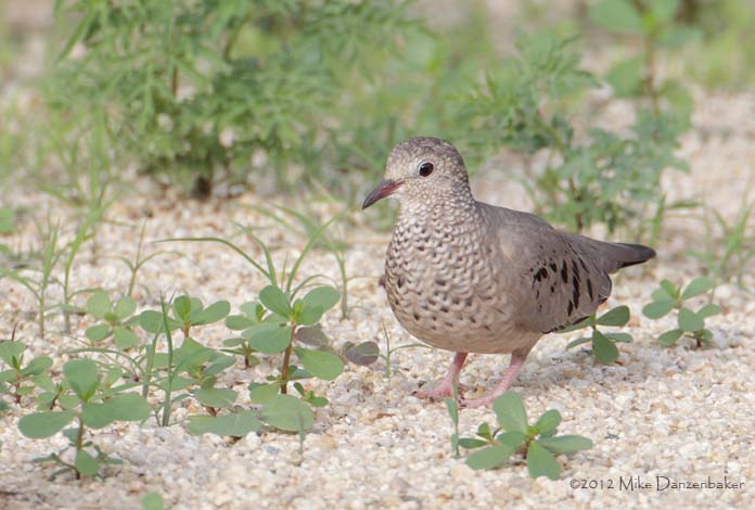 Common Ground Dove (Columbina passerina) photo