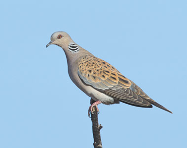European Turtle Dove (Streptopelia turtur) photo image