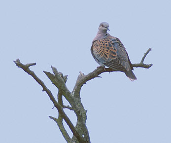 European Turtle Dove (Streptopelia turtur) photo image