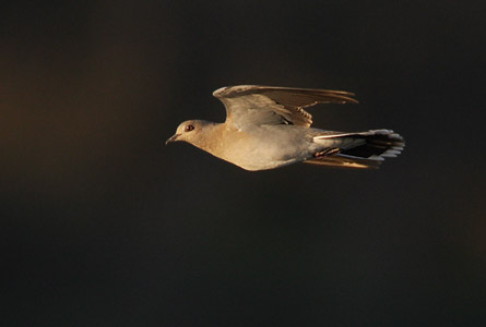 European Turtle-Dove (Streptopelia turtur) photo
