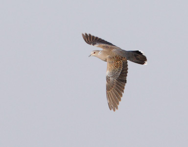 European Turtle-Dove (Streptopelia turtur) photo