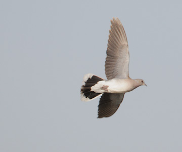 European Turtle-Dove (Streptopelia turtur) photo
