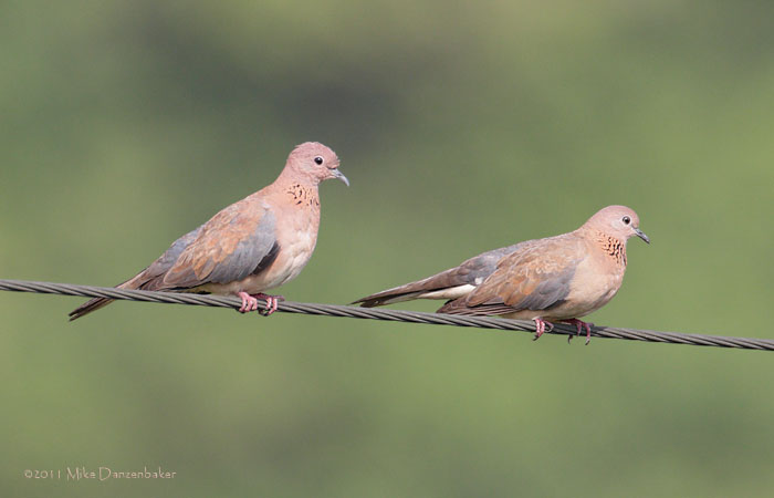 Laughing Dove (Spilopelia senegalensis) photo