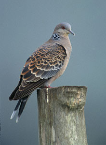 Oriental Turtle Dove (Streptopelia orientalis) photo image