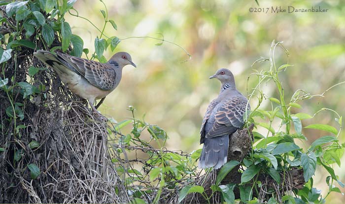 Oriental Turtle Dove (Streptopelia orientalis) photo