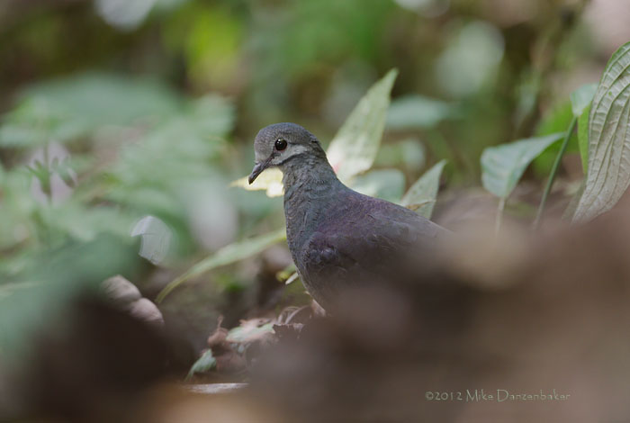 Purplish-backed Quail-Dove (Geotrygon lawrencii) photo