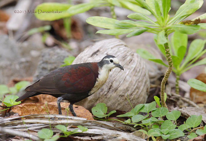 Polynesian Ground Dove (Gallicolumba erythroptera) photo