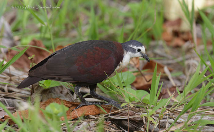Polynesian Ground Dove (Gallicolumba erythroptera) photo