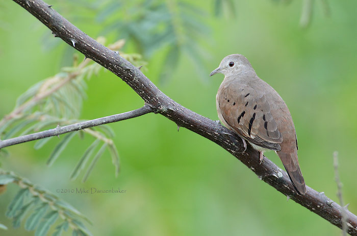 Ruddy Ground-Dove (Columbina talpacoti) photo