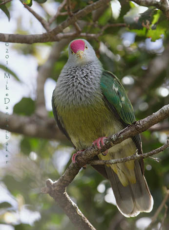 Scarlet-capped Fruit Dove (Ptilinopus insularis) photo