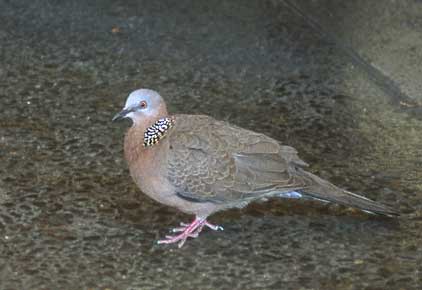 Spotted Dove (Streptopelia chinensis) photo