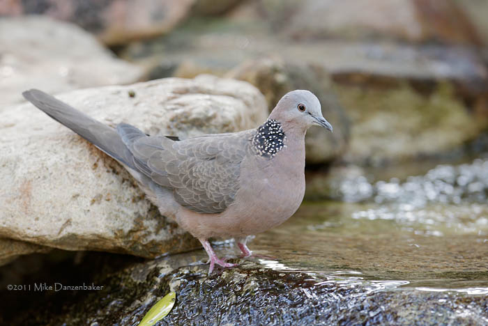 Spotted Dove (Spilopelia chinensis) photo