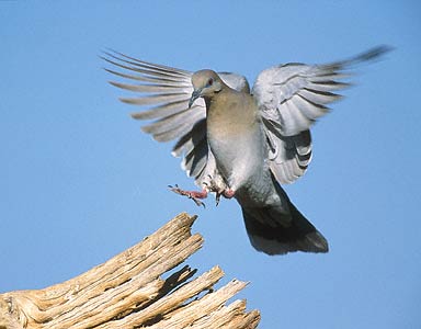 White-winged Dove (Zenaida asiatica) photo image