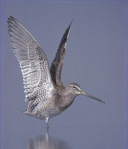 Long-billed Dowitcher (Limnodromus scolopaceus) photo image