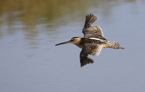 Long-billed Dowitcher (Limnodromus scolopaceus) photo