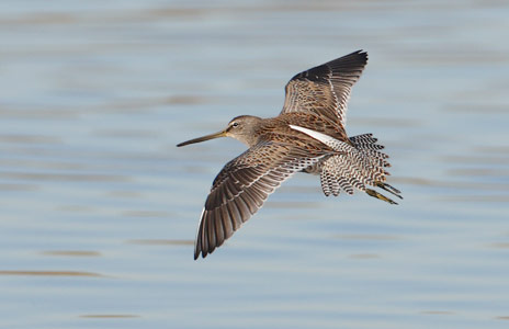 Long-billed Dowitcher (Limnodromus scolopaceus) photo