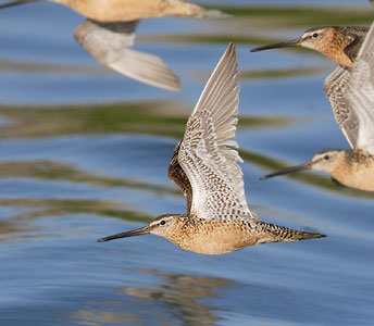 Short-billed Dowitcher (Limnodromus griseus) photo