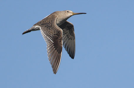 Short-billed Dowitcher (Limnodromus griseus) photo