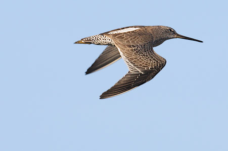 Short-billed Dowitcher (Limnodromus griseus) photo