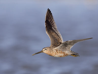 Short-billed Dowitcher (Limnodromus griseus) photo