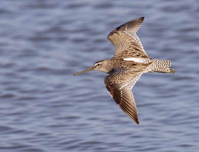 Short-billed Dowitcher (Limnodromus griseus) photo