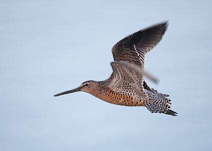 Short-billed Dowitcher (Limnodromus griseus) photo