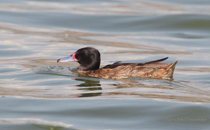 Black-headed Duck (Heteronetta atricapilla) photo