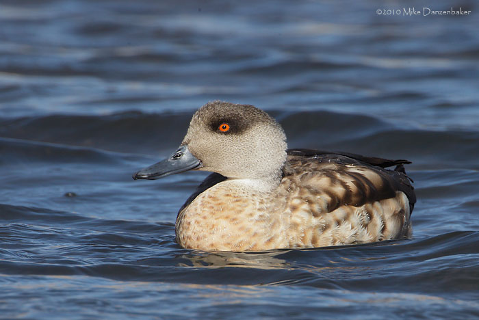 Crested Duck (Anas specularioides) photo