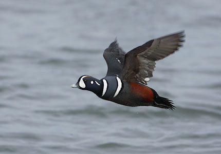 Harlequin Duck (Histrionicus histrionicus) photo