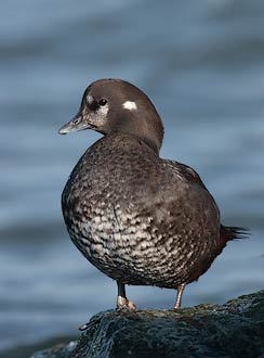 Harlequin Duck (Histrionicus histrionicus) photo