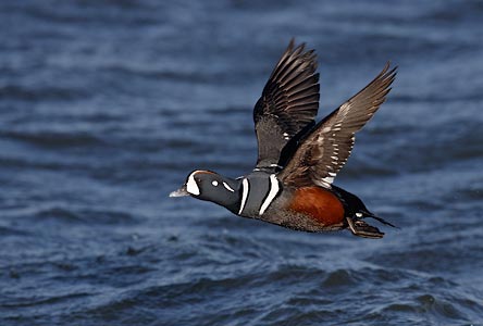 Harlequin Duck (Histrionicus histrionicus) photo