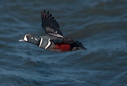 Harlequin Duck (Histrionicus histrionicus) photo