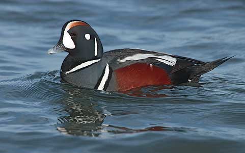 Harlequin Duck (Histrionicus histrionicus) photo