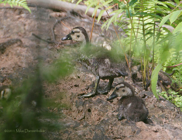 Hartlaub's Duck (Pteronetta hartlaubii) photo