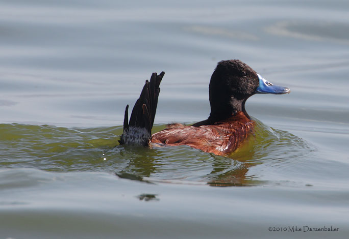 Lake Duck (Oxyura vittata) photo