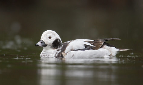 Long-tailed Duck (Clangula hyemalis) photo