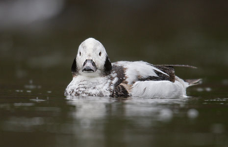 Long-tailed Duck (Clangula hyemalis) photo
