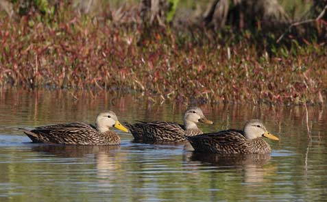 Mottled Duck (Anas fulvigula) photo